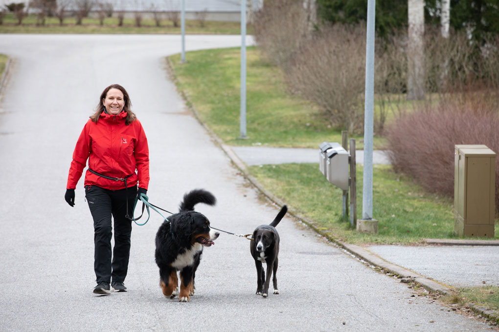 hoitaja ulkoiluttaa koiria